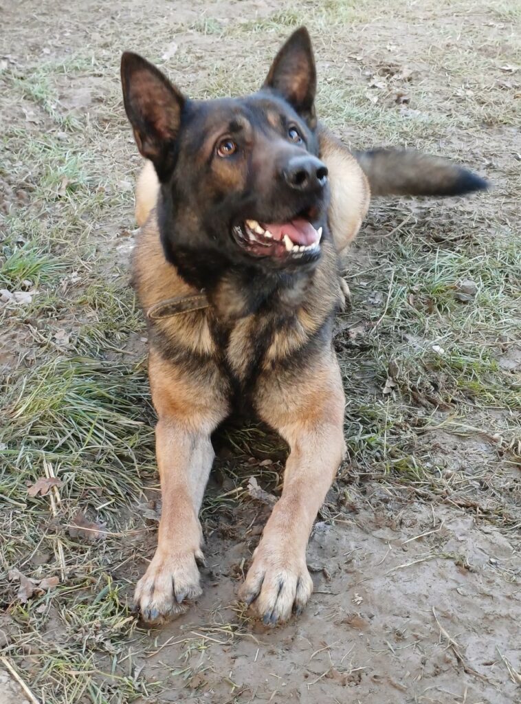 Loki