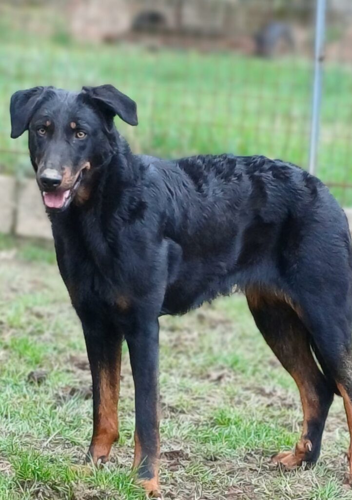 Nala